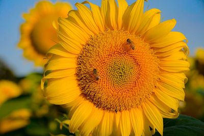 Close-up of sunflower