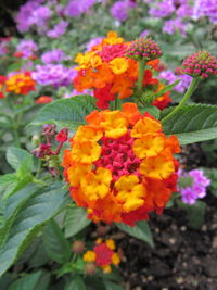 Close-up of marigold blooming outdoors