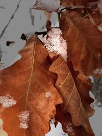 Close-up of dry maple leaves during autumn