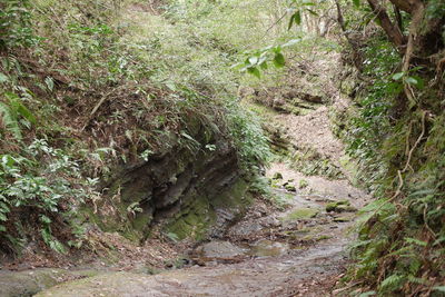 High angle view of trees growing in forest