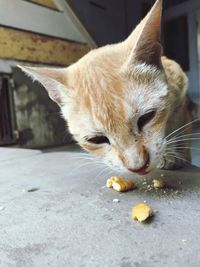 Close-up of cat eating food