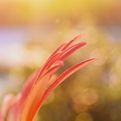 Close-up of red flowering plant