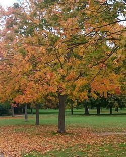 Autumn leaves on tree