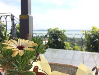 Close-up of flowers blooming by sea against sky