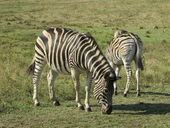 Zebras standing on grass