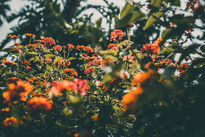 Close-up of orange flowering plants