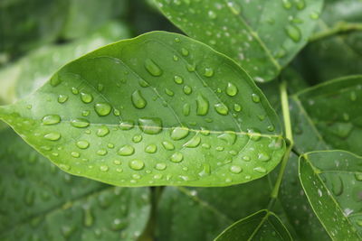 Close-up of wet plant leaves during rainy season