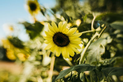 Close-up of sunflower