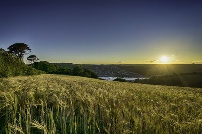 Scenic view of agricultural field against clear sky