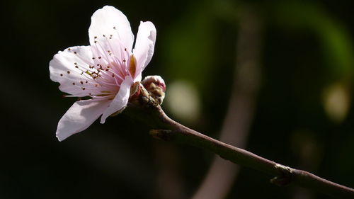 Close-up of white cherry blossom