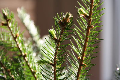 Close-up of fresh green plant