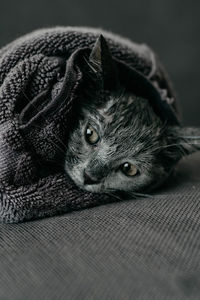 Close-up of cat resting on bed