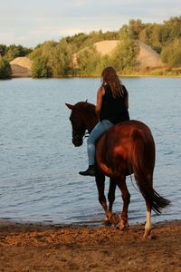 Horse on shore against sky
