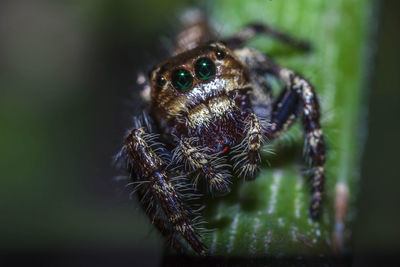 Close-up of spider