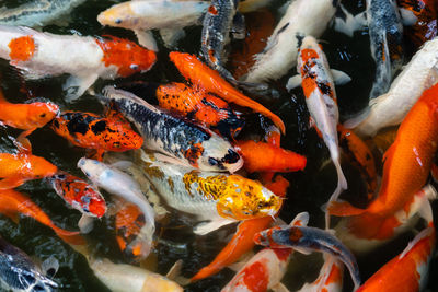 High angle view of koi carps swimming in pond