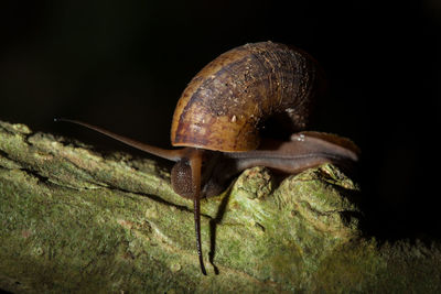 Close-up of snail