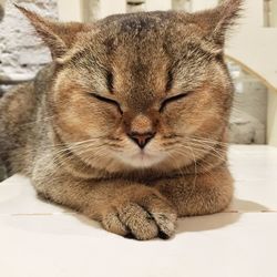 Close-up of cat sleeping