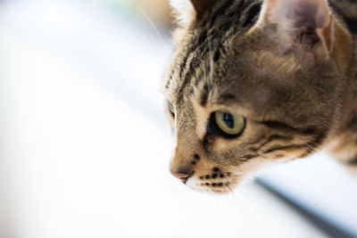 Close-up portrait of cat