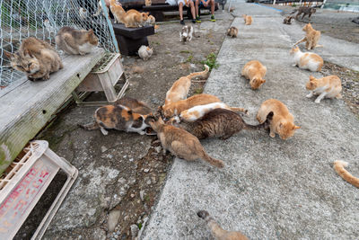 High angle view of a cats