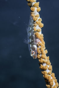 Close-up of jellyfish in sea