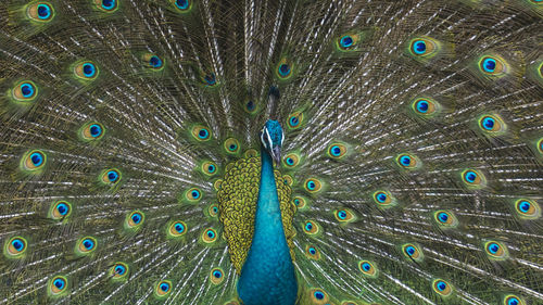 Close-up of peacock