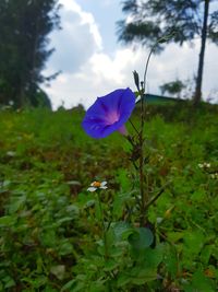 Close-up of purple flowering plant
