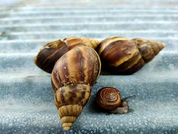 Close-up of snail on table