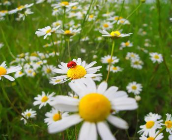 Close-up of white daisy flowers blooming in field