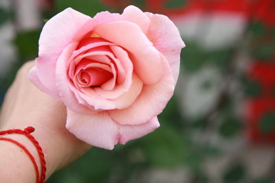 Close-up of hand holding pink rose