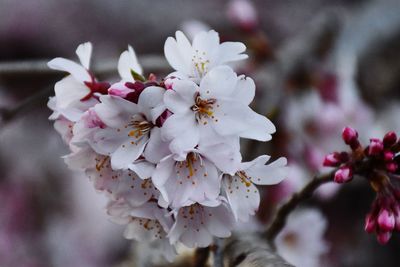 Close-up of cherry blossoms