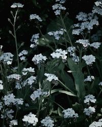 Close-up of white flowering plants