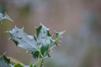 Close-up of plant