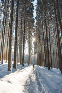 Trees in forest