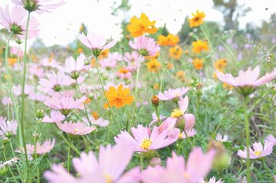 Pink flowers blooming in field