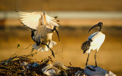 Close-up of birds flying