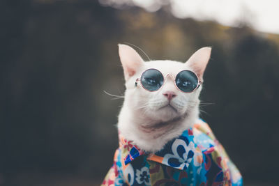 Close-up of cat wearing sunglasses