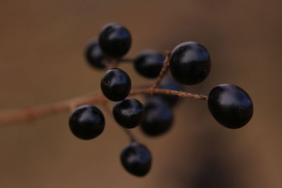 Close-up of berries on a tree 