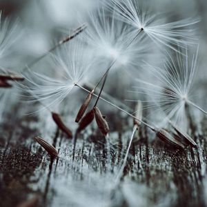 Close-up of dandelion seeds on wooden table