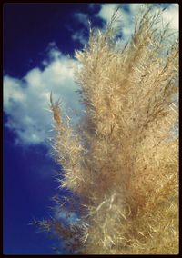 Close-up of plants against sky