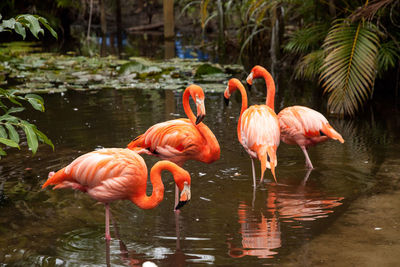 Flamingos in a lake