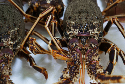 Live spiny lobster close up on a white background