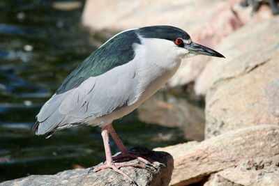 Close-up of bird perching outdoors