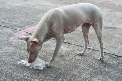 High angle view of a dog