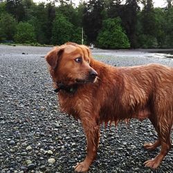 Dog on riverbank against trees