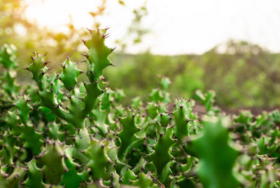 Green cactus tree. desert plant. cacti succulent plants. prickly cactus with sunlight. sharp thorn.