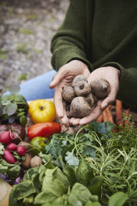 High angle view of beetroots on hands