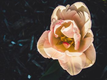 Close-up of pink rose