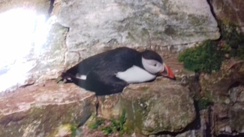 Close-up of bird perching on rock