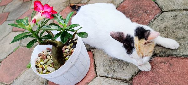 Cat sleeping on floor