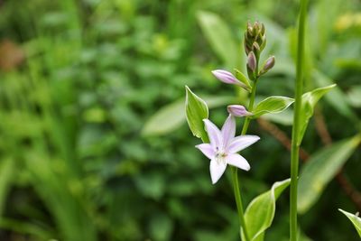 Close-up of flowering plant